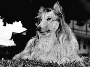cane, pelo, bianconero, collie, muso, prato, nero, lungo, lassie, ritratto, animale, bianco