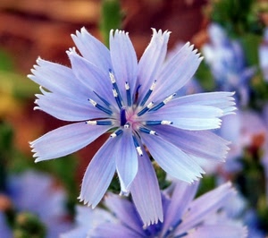 petali, fiore, blu, macro, viola, pistilli, lilla, cicoria, azzurro, bianco