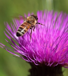 ape, ali, fiore, viola, insetto, macro, zampe, rosa, cardo, fucsia, verde, natura, petali, fiori