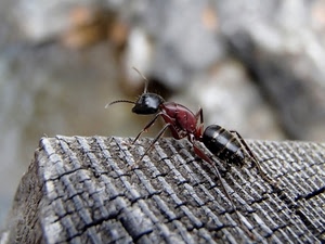 formica, insetto, macro, antenne, nero, legno, natura, rosso, animale