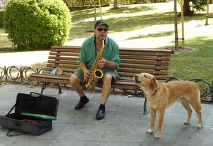 panchina, cane, musicista, sassofono, cappello, animale, uomo, verde, occhiali, strumento, giardino, custodia, musica, erba, parco, valigia, sax, alberi, suonare, suonatore, guinzaglio, tromba