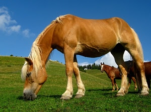 erba, cavalli, criniera, cielo, cavallo, alberi, verde, azzurro, zampe, pascolo, nuvole, prato, colline, animali, montagna, brucare